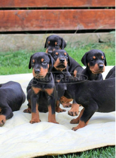 Doberman kölykök