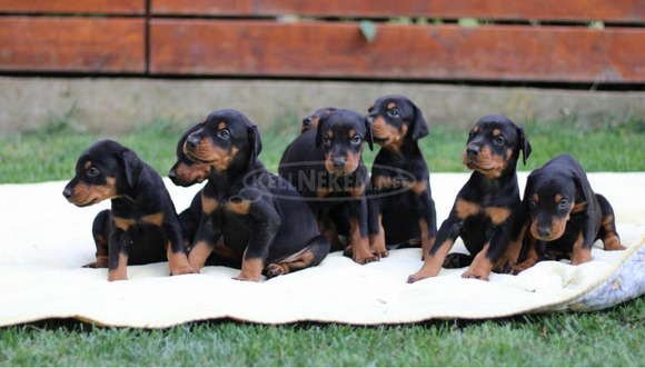 Doberman kölykök - 2/9
