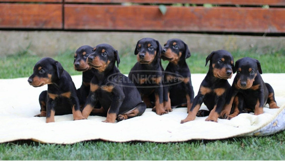 Doberman kölykök - 4/9