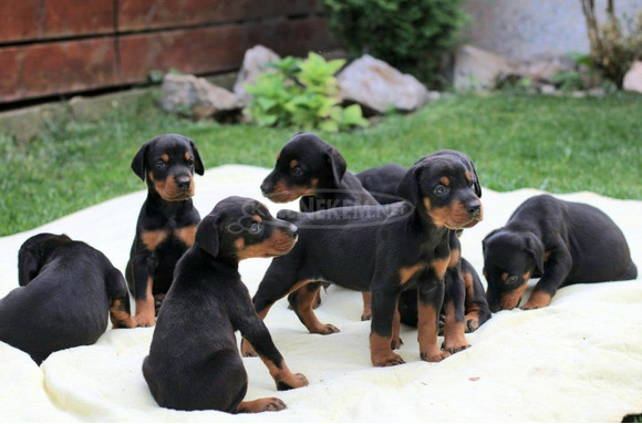 Doberman kölykök - 5/9