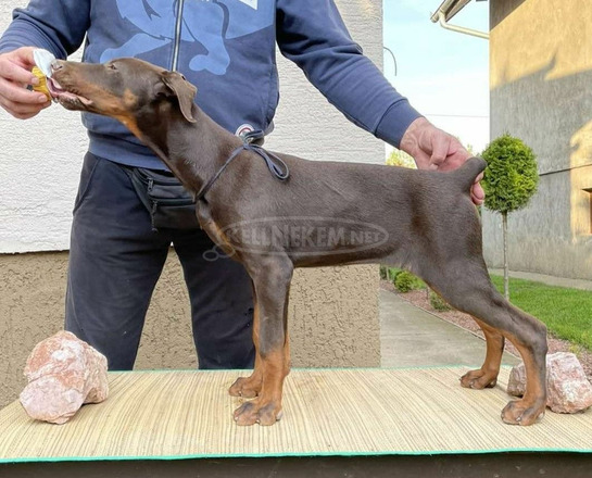Doberman kölykök - 7/9