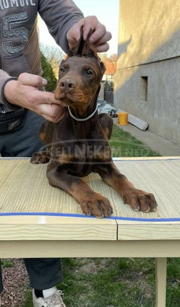 Doberman kölykök - 8/9