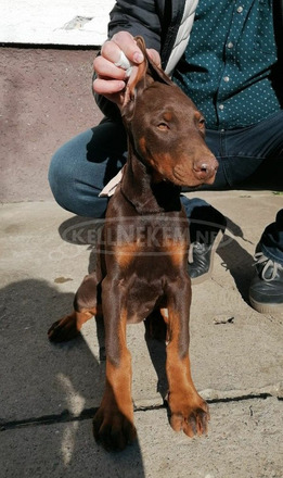 Doberman kölykök - 9/9