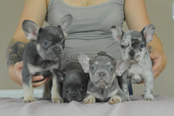 Francia Bulldog