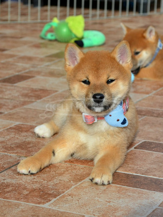 Shiba inu gyönyörű kiskutyák - 1/8