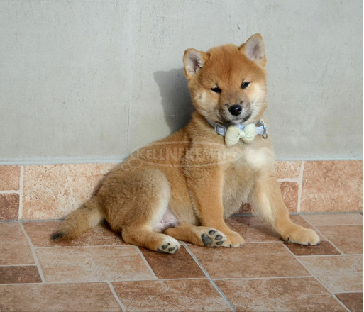 Shiba inu gyönyörű kiskutyák - 2/8