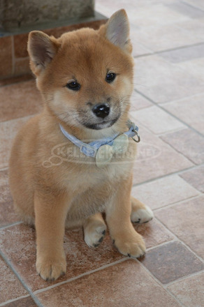 Shiba inu gyönyörű kiskutyák - 3/8
