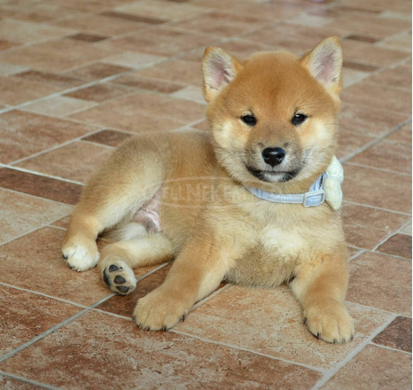 Shiba inu gyönyörű kiskutyák - 4/8