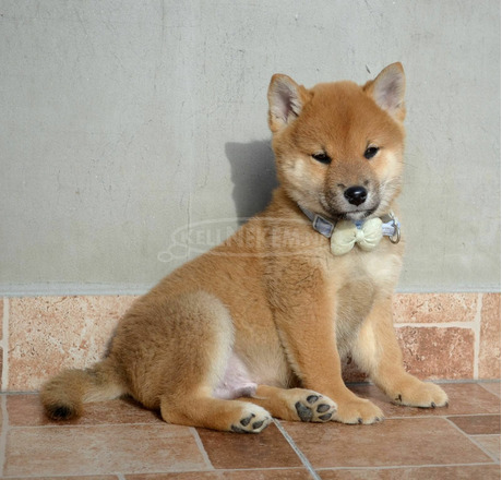 Shiba inu gyönyörű kiskutyák - 5/8
