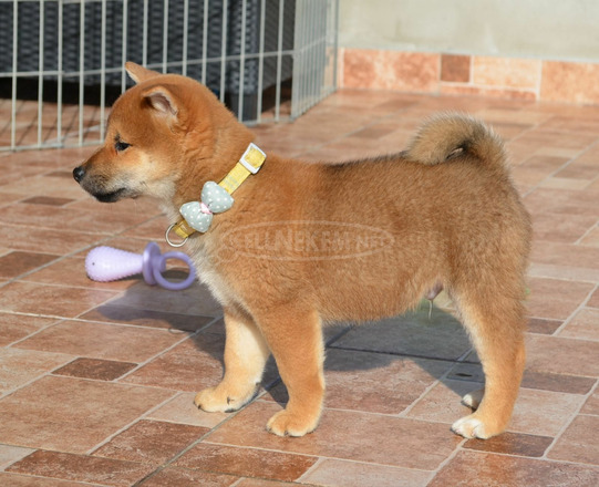 Shiba inu gyönyörű kiskutyák - 6/8