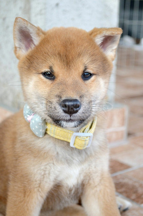 Shiba inu gyönyörű kiskutyák - 7/8