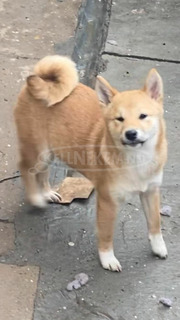 Shiba inu kölykök