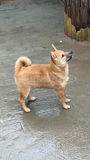 Shiba inu kölykök