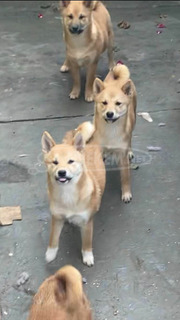 Shiba inu kölykök