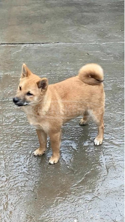 Shiba inu kölykök - 4/5