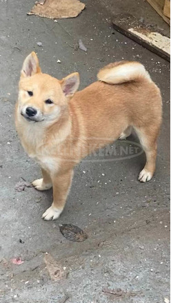 Shiba inu kölykök - 5/5