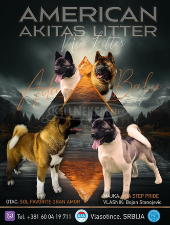 amerikai akita kölykök - 1/10