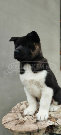 amerikai akita kölykök - 2/10