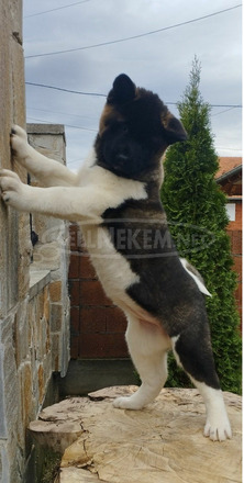 amerikai akita kölykök - 3/10