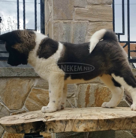 amerikai akita kölykök - 4/10
