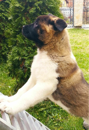 amerikai akita kölykök - 5/10