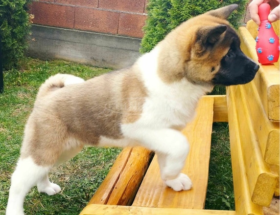 amerikai akita kölykök - 6/10