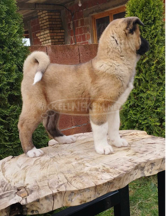 amerikai akita kölykök - 8/10
