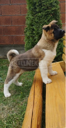 amerikai akita kölykök - 9/10