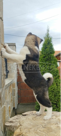 amerikai akita kölykök - 10/10