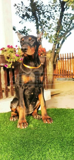 Doberman kiskutya eladó