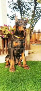 Doberman kiskutya eladó