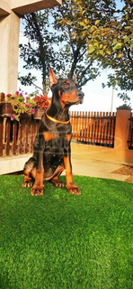 Doberman kiskutya eladó