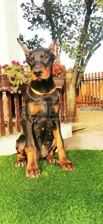 Doberman kiskutya eladó - 4/4
