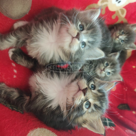 Maine Coon kiscicák karácsonyra - 1/1