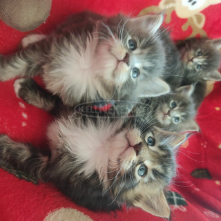 Maine Coon kiscicák karácsonyra Maine Coon kiscicák karácsonyra