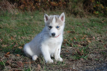 Gyönyörű szibériai husky fajtatiszta kölykök