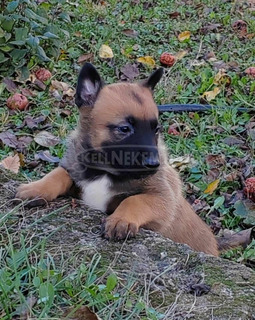 belga malinois kölykök