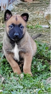 belga malinois kölykök