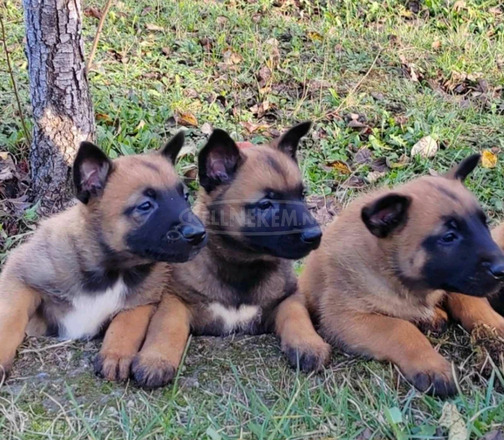 belga malinois kölykök - 4/5