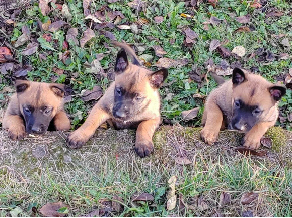 belga malinois kölykök - 5/5