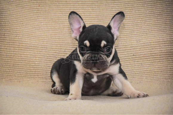 Francia bulldog Egzotikus kölykök - 3/6