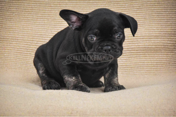 Francia bulldog Egzotikus kölykök - 4/6