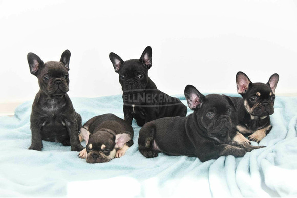 Francia bulldog Egzotikus kölykök - 5/6