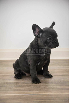 Francia bulldog Egzotikus kölykök - 6/6