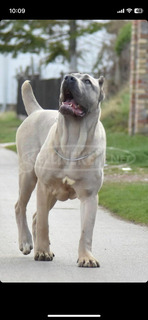 Cane Corso kiskutyák eladók