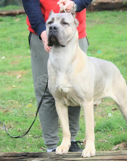 Cane Corso kiskutyák eladók