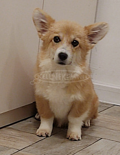 Pembroke walesi corgi kölykök