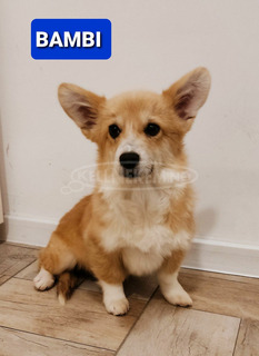 Pembroke walesi corgi kölykök