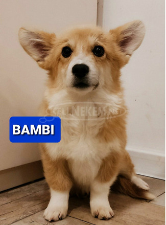 Pembroke walesi corgi kölykök - 3/7