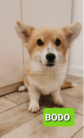 Pembroke walesi corgi kölykök - 4/7